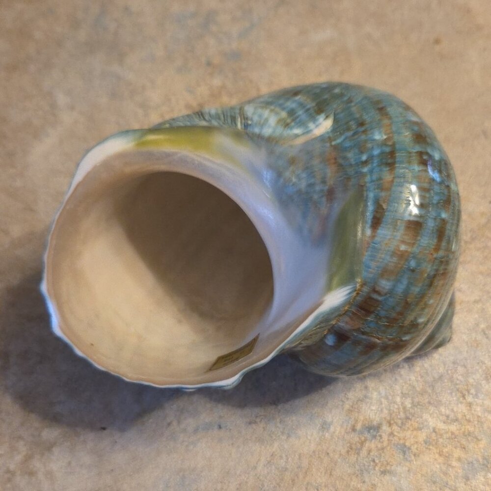 Sea Shell Aqua Blue Turbo Imperilis 4" Seashell Home Beach Decor - Picture 7 of 8
